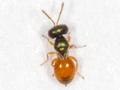 Callitula pyrrhogaster
